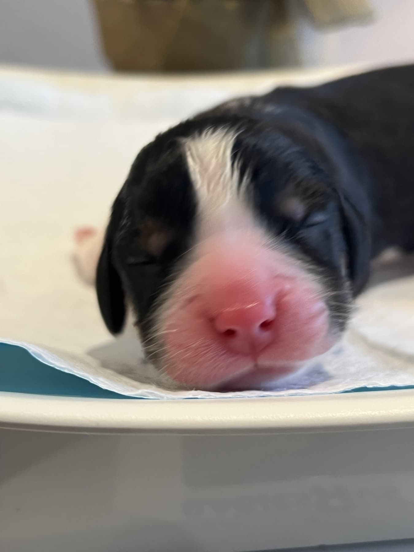 Freedom in the earlier 2026 puppy album