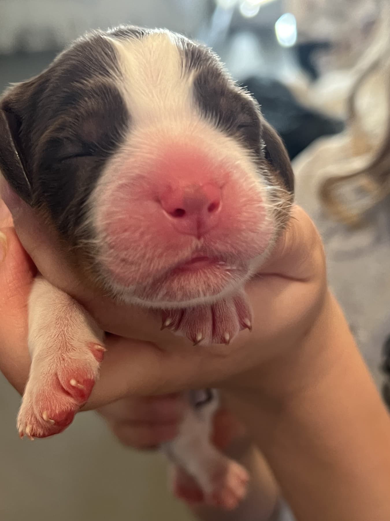 Indy in the earlier 2026 puppy album