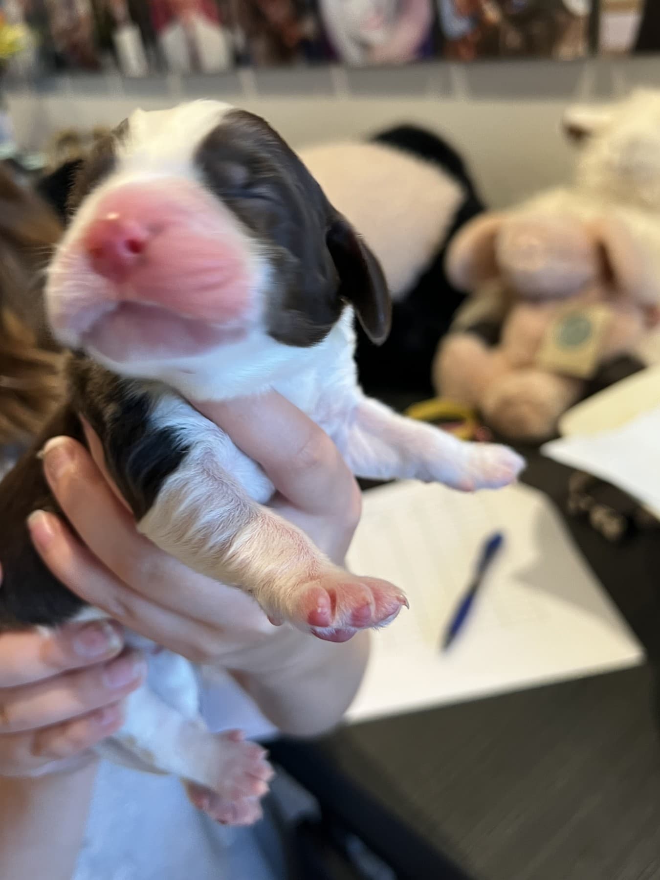 Justice in the earlier 2026 puppy album