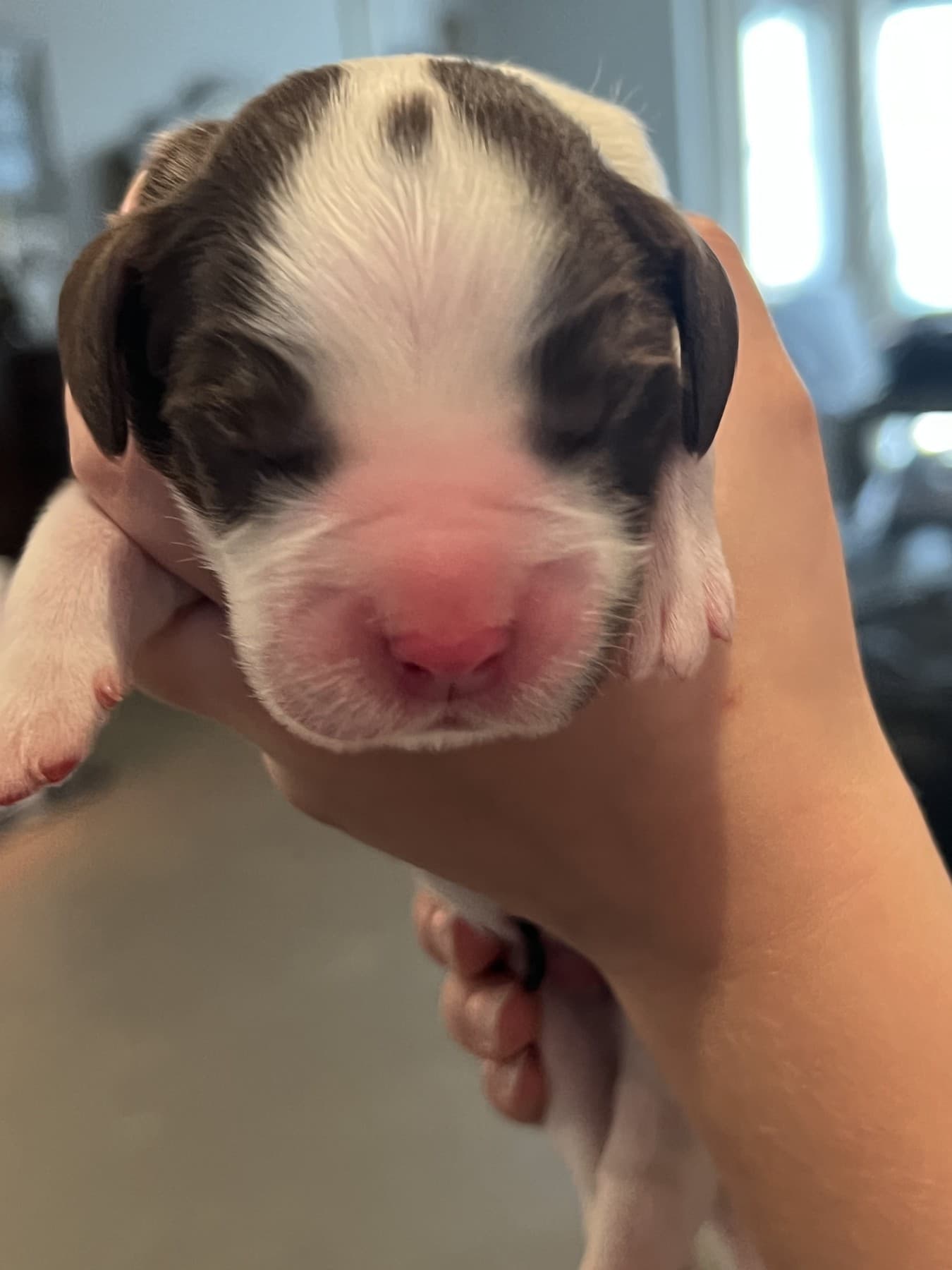 Liberty in the earlier 2026 puppy album