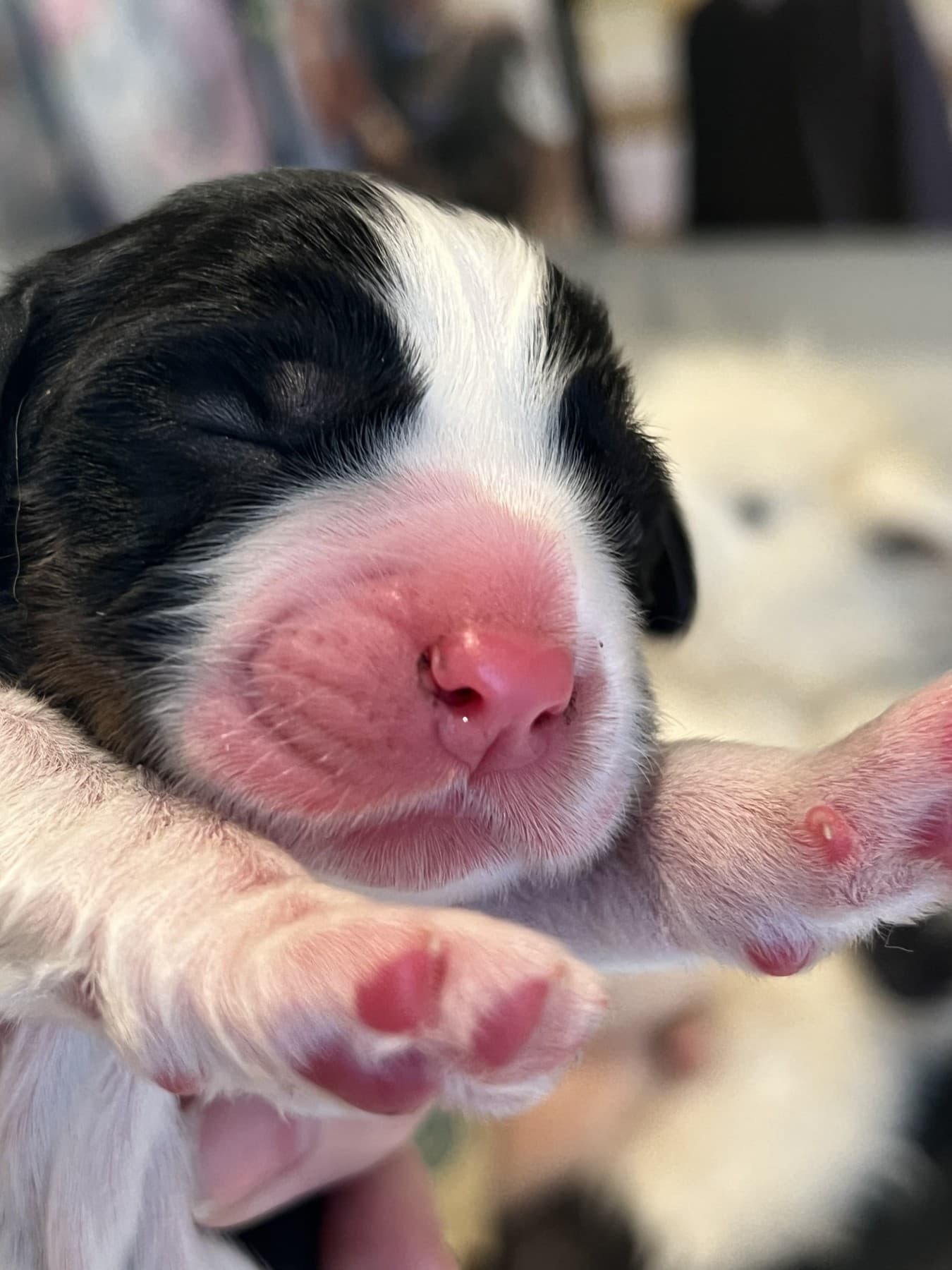 Patriot in the earlier 2026 puppy album