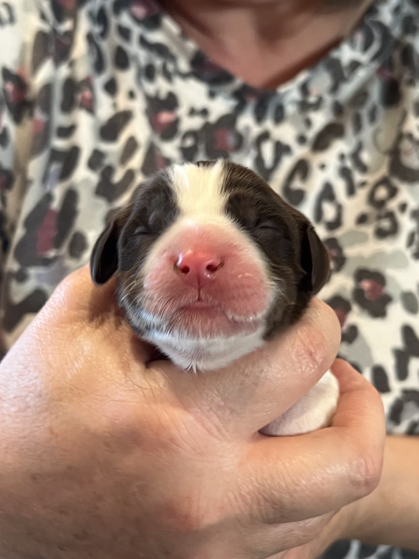 Rebel in the earlier 2026 puppy album