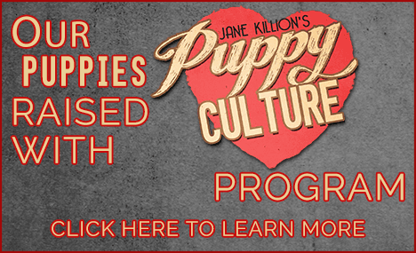 Our puppies raised with Jane Killion’s Puppy Culture program — click here to learn more