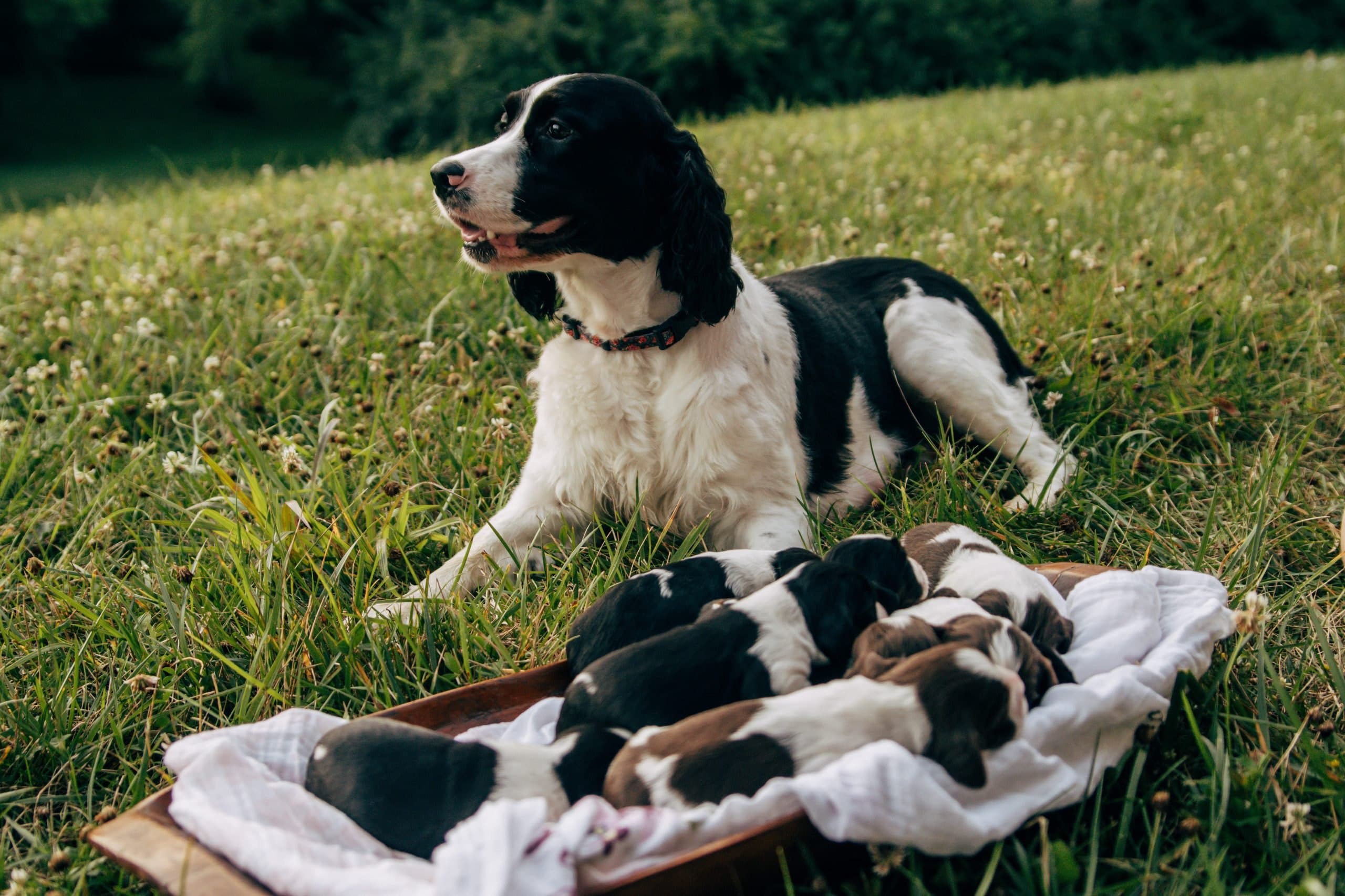 A Springer mother beside her puppies outdoors, from our family album