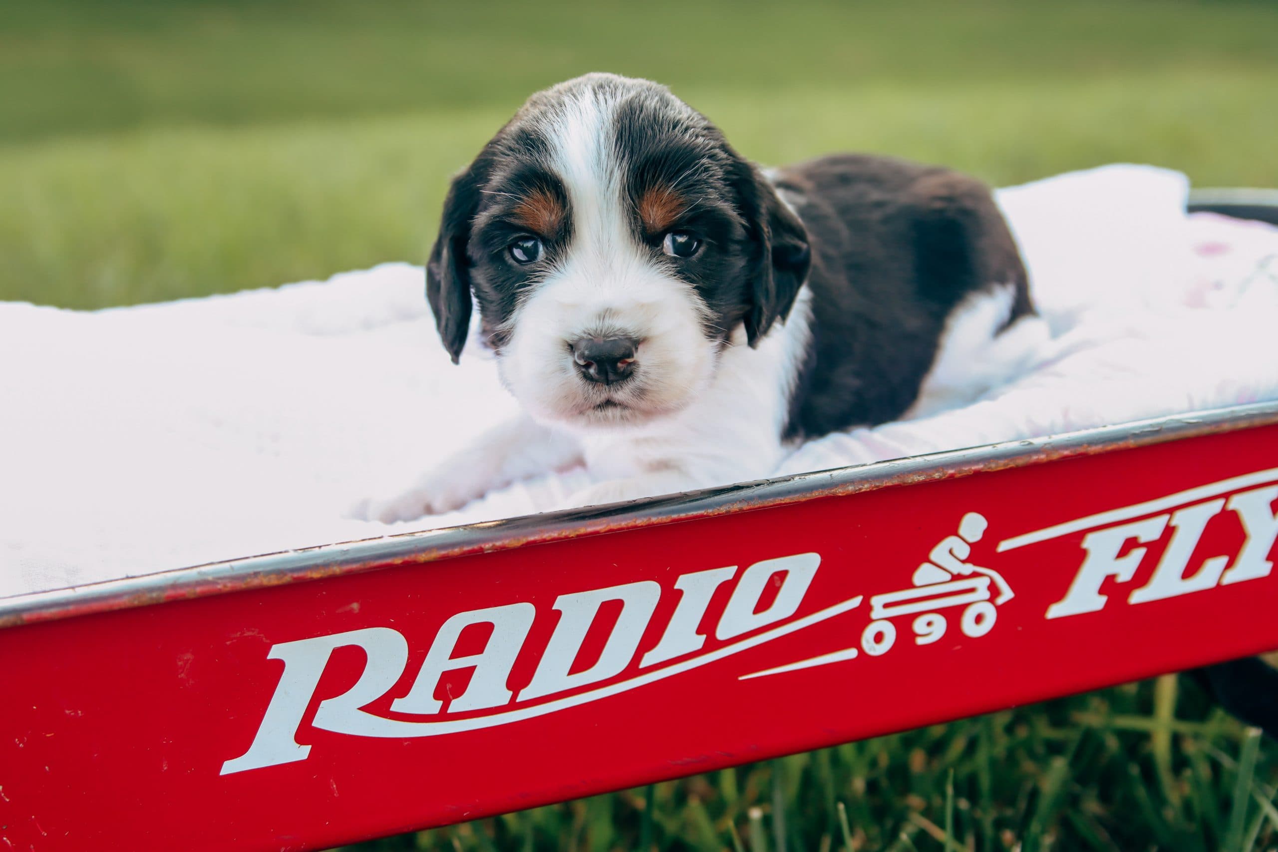 Daisy from our earlier puppy album