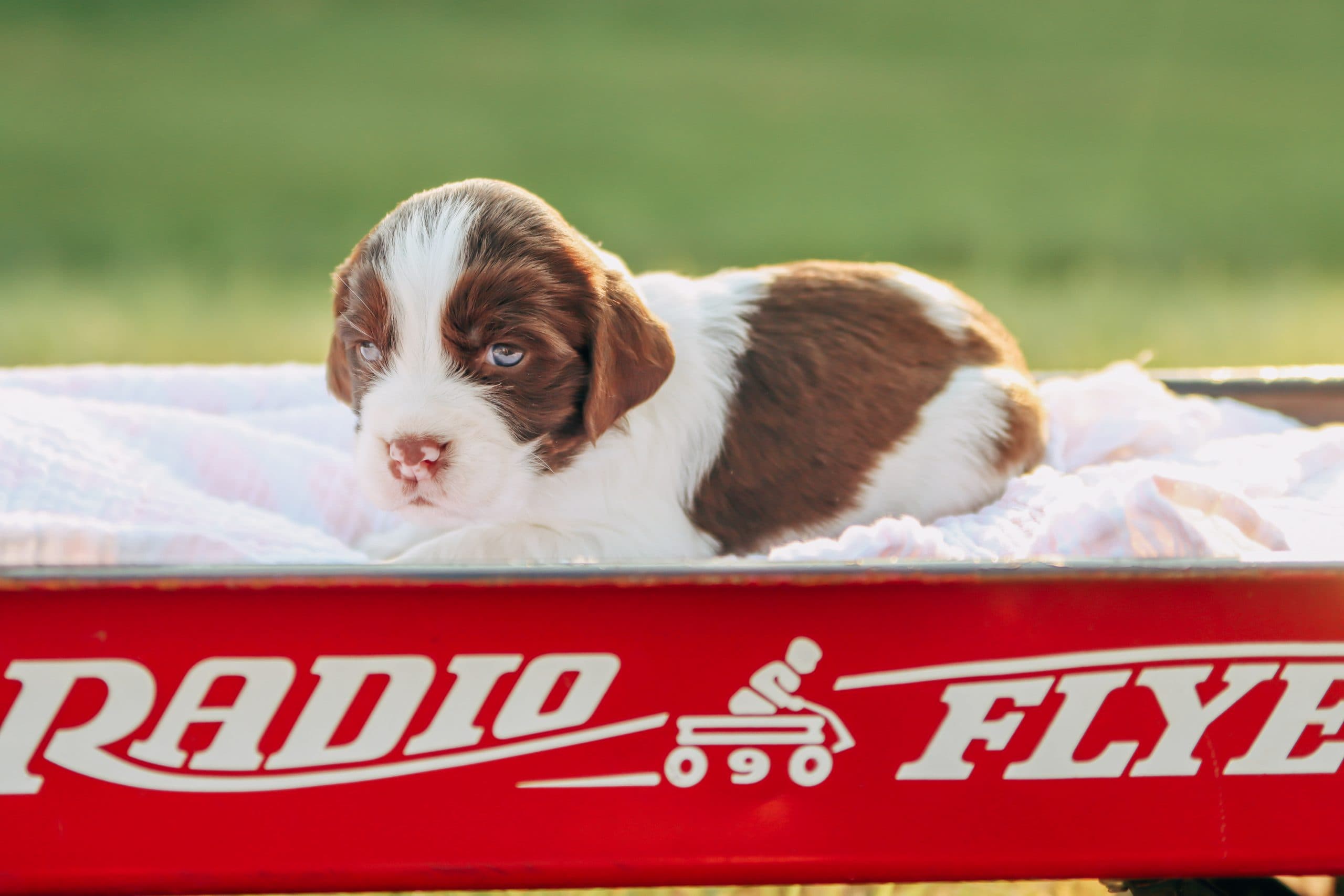 Henry as a puppy from our earlier album