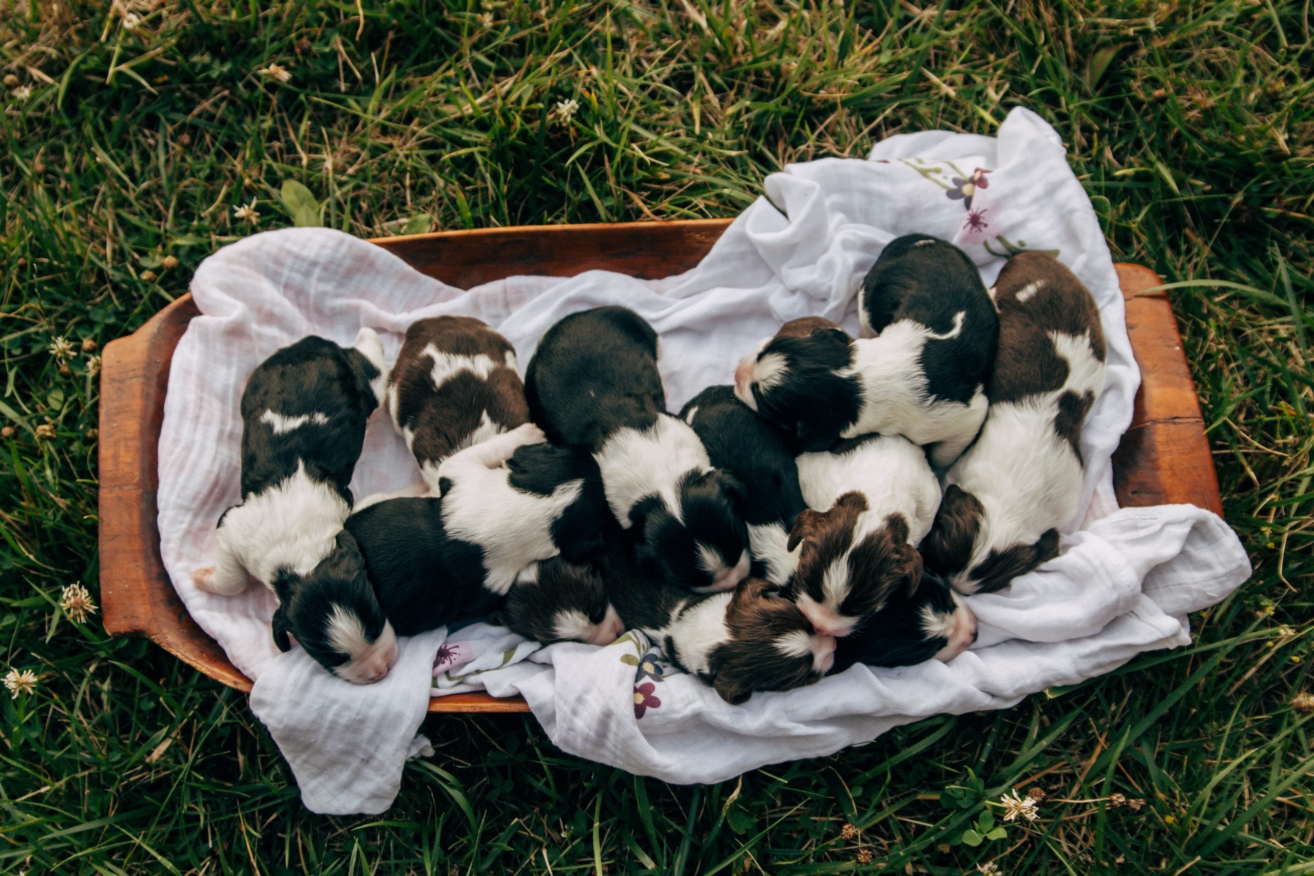 Springer puppies nestled together, from our family album