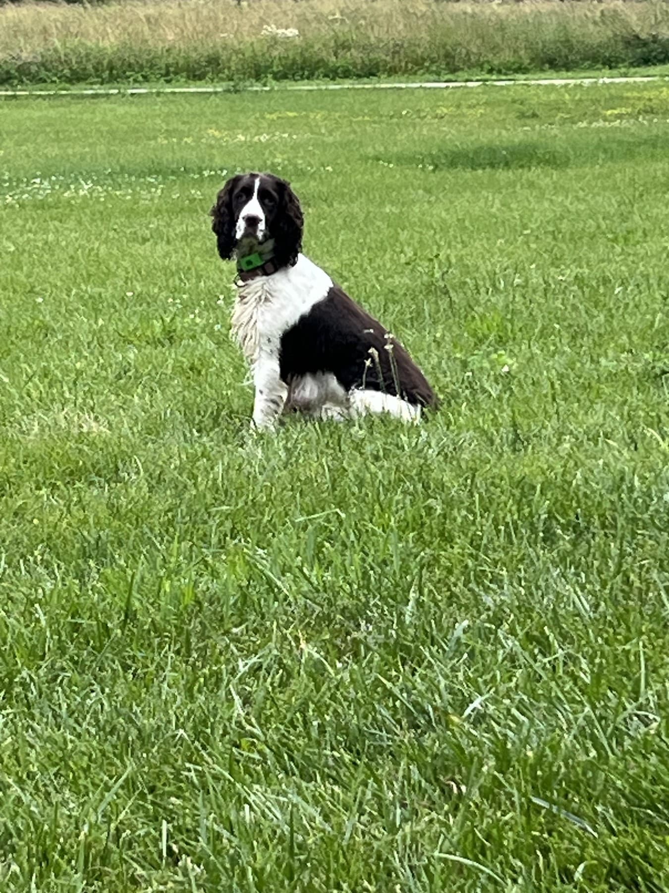 Abigail in the field