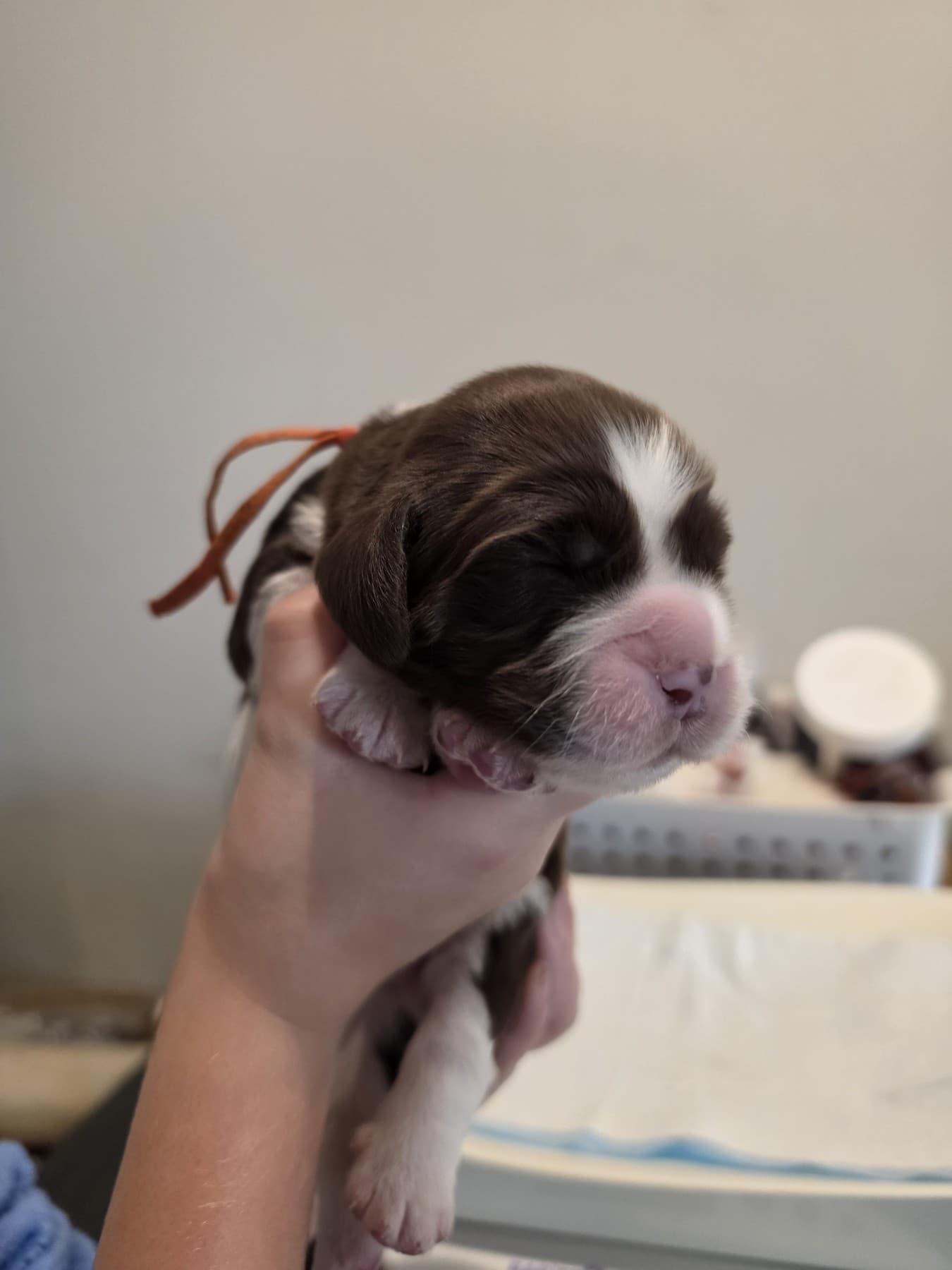 Louis Vuitton from the October 13, 2026 litter
