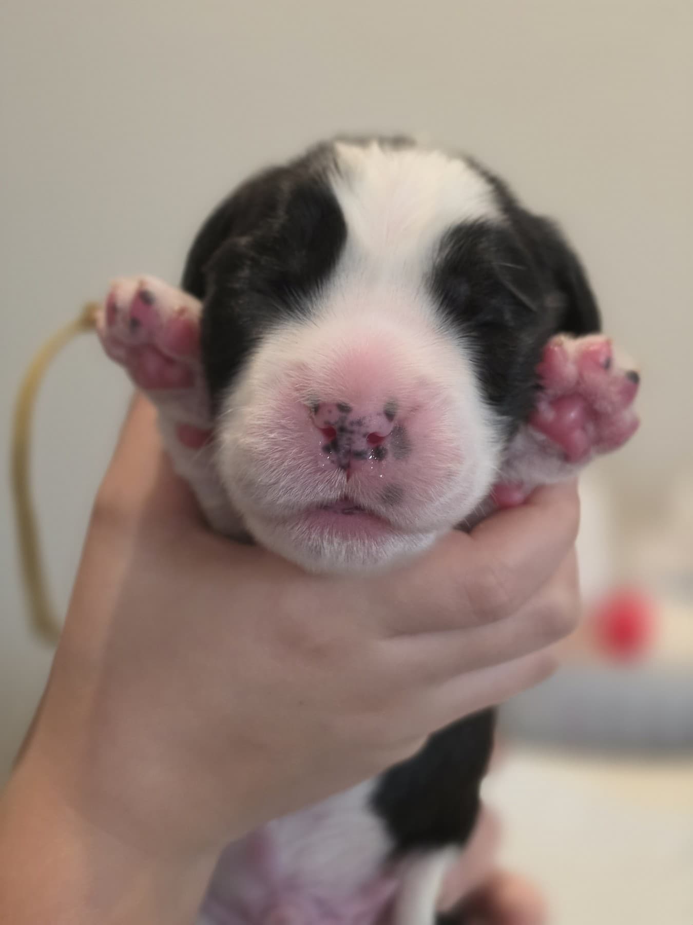Oakley from the October 13, 2026 litter