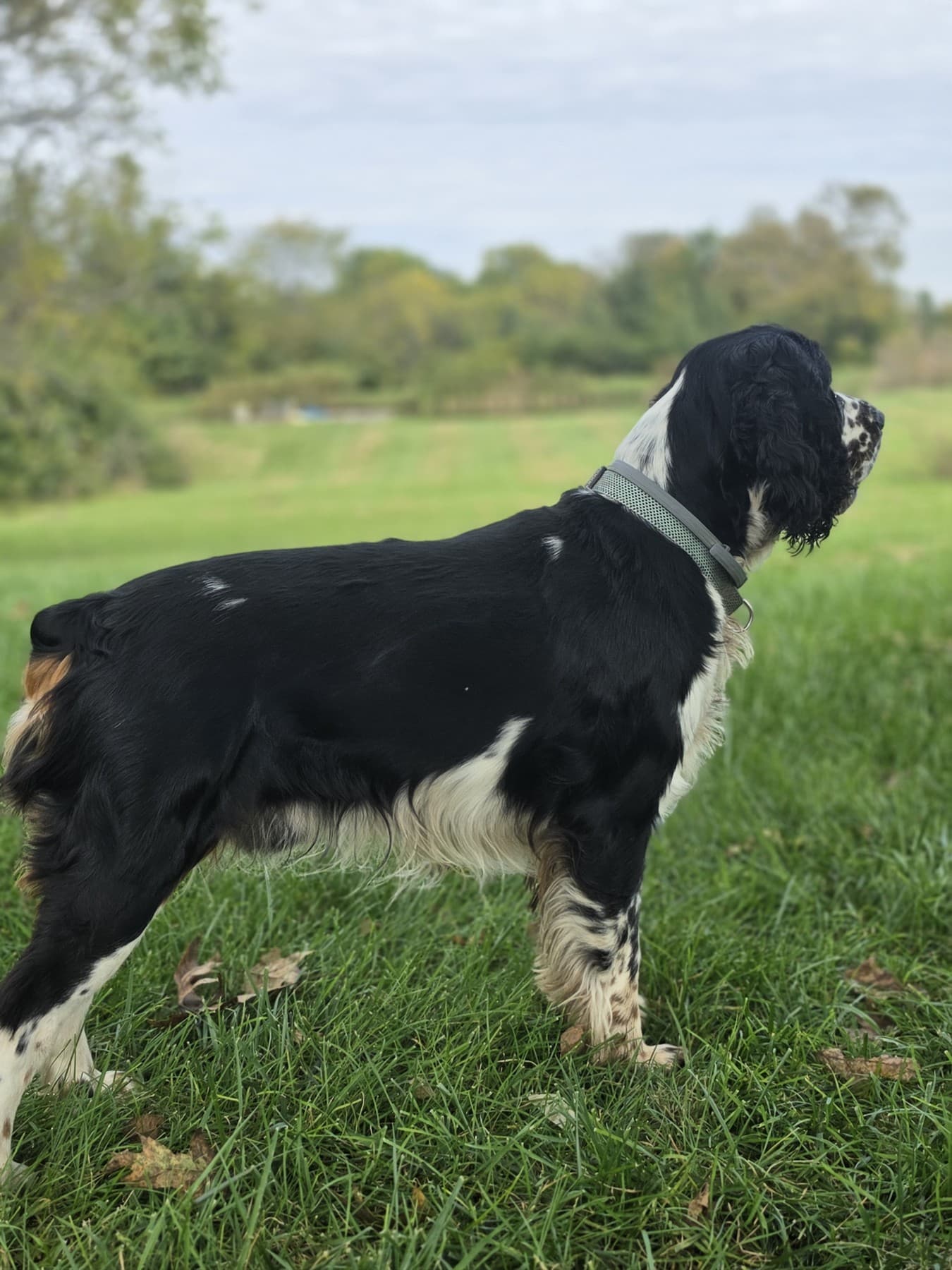Rusty in the field