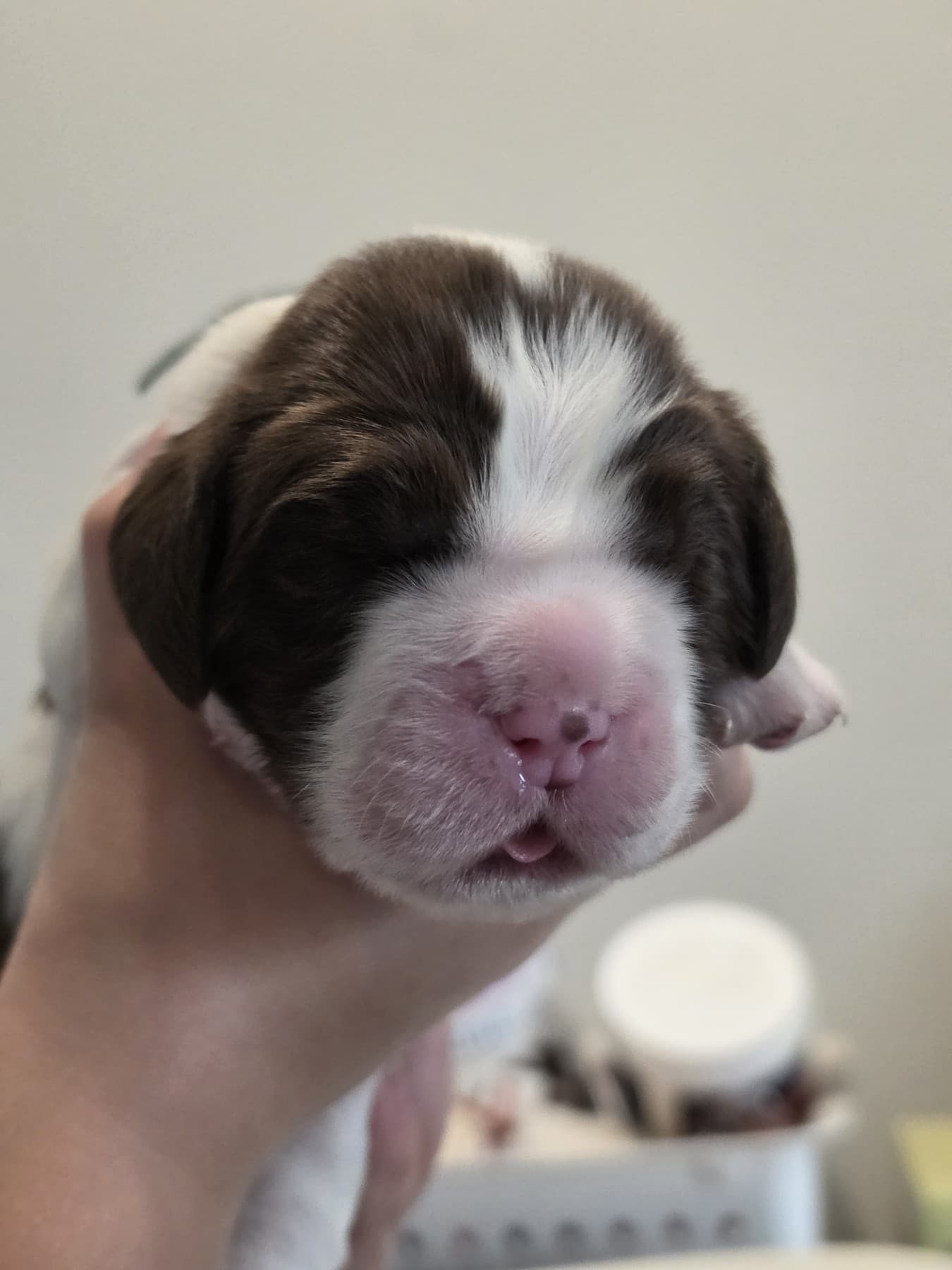 Tiffany from the October 13, 2026 litter